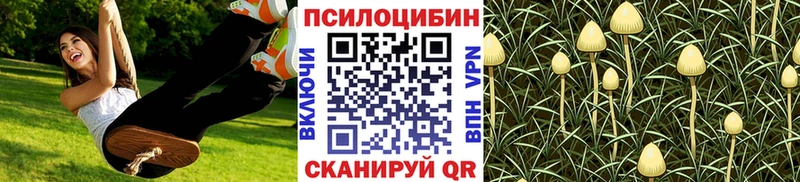 Купить где  Хасавюрт  Псилоцибиновые грибы Psilocybe 